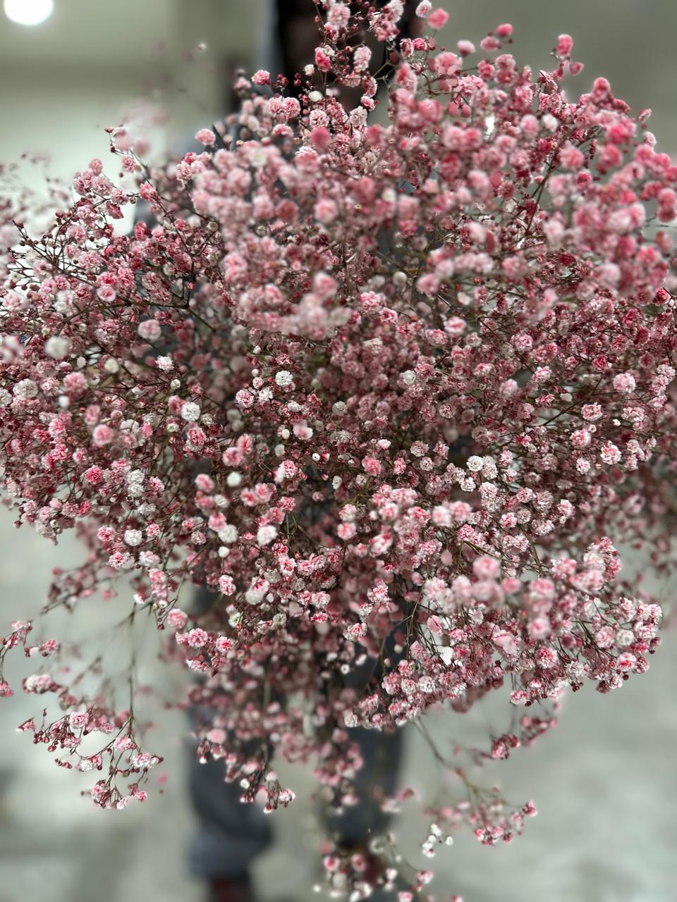 Gypsophila tinted pink