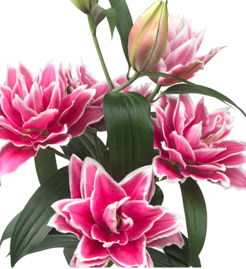 Lilium oriental roselily samantha