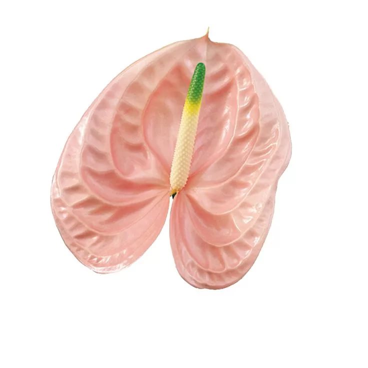 Anthurium cheers