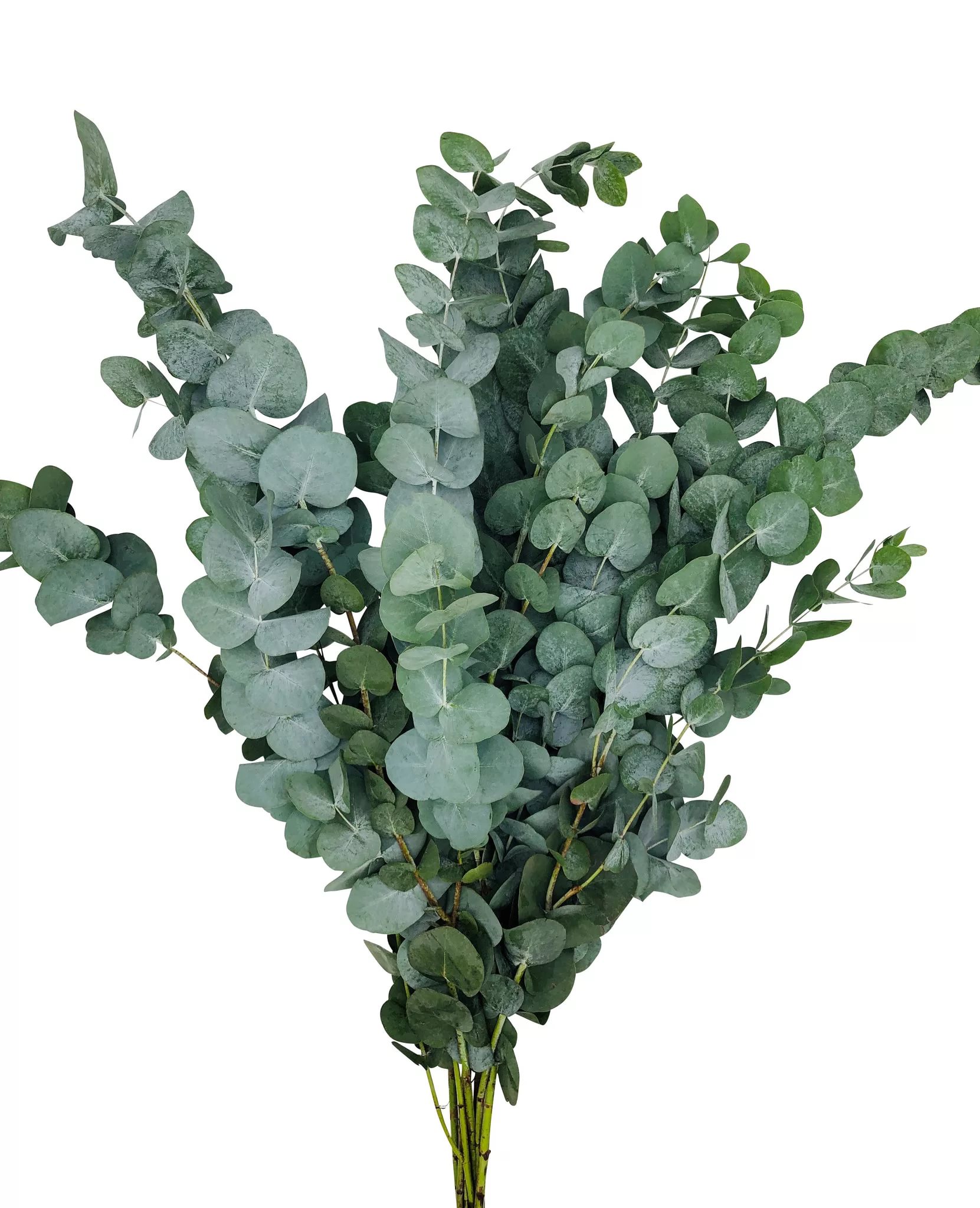 Blad Eucalyptus cinerea