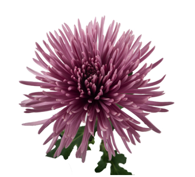 Chrysanthemum spider mum tiana