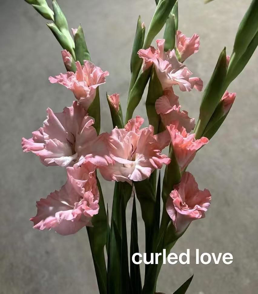 Gladiolus curled love