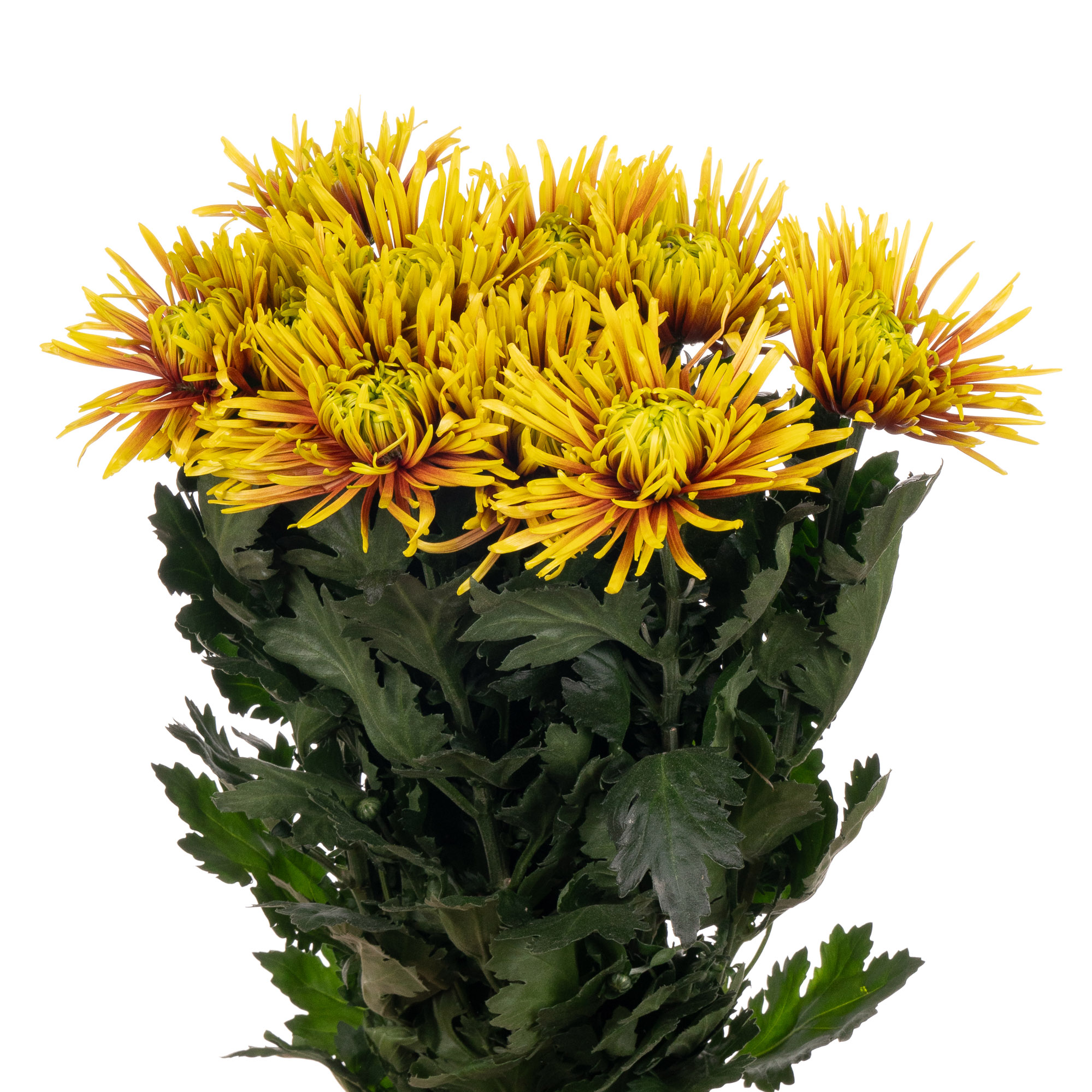 Chrysanthemum single saffina