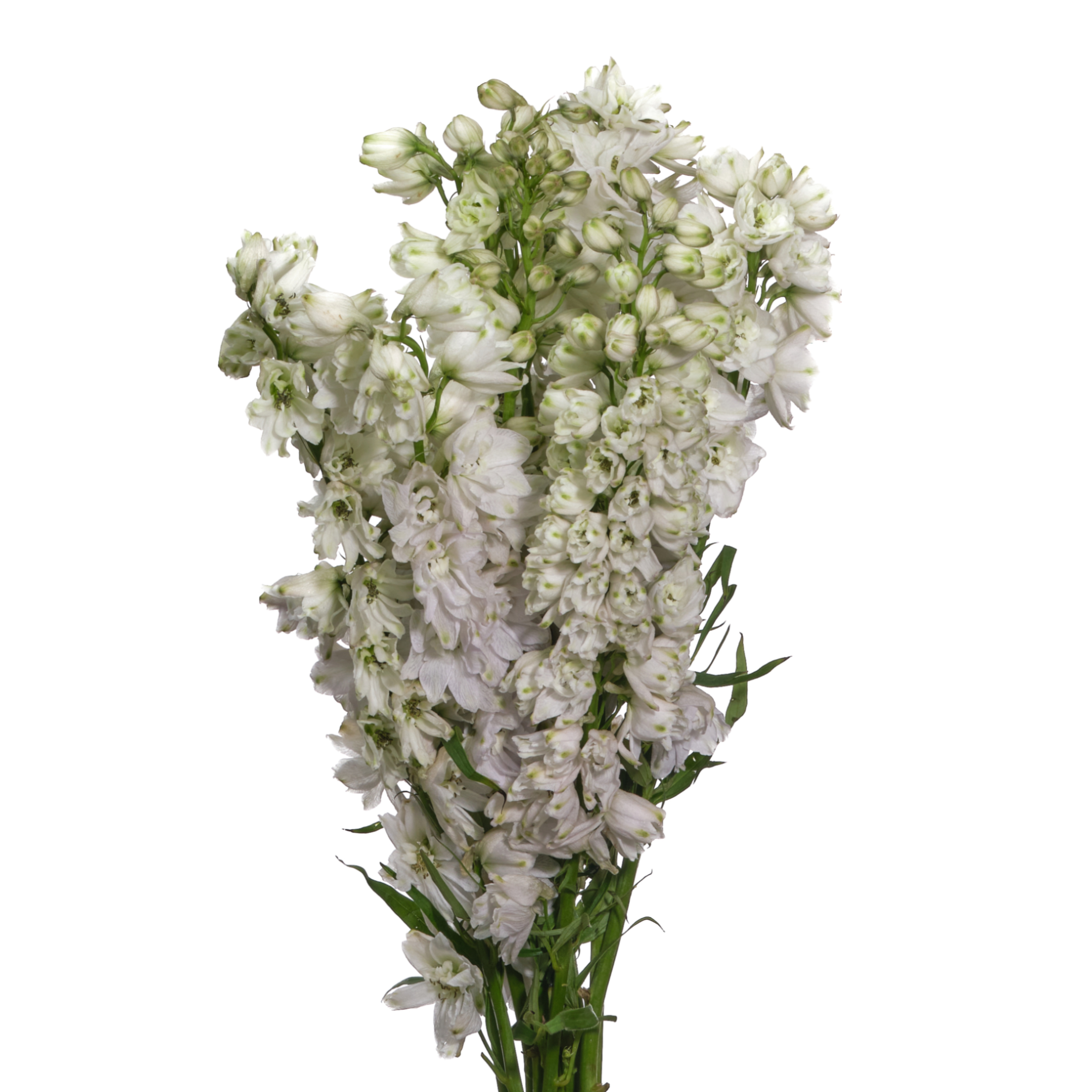 Delphinium elatum guardian white