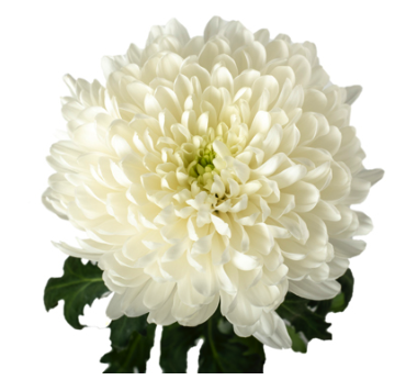 Chrysanthemum cremon zembla