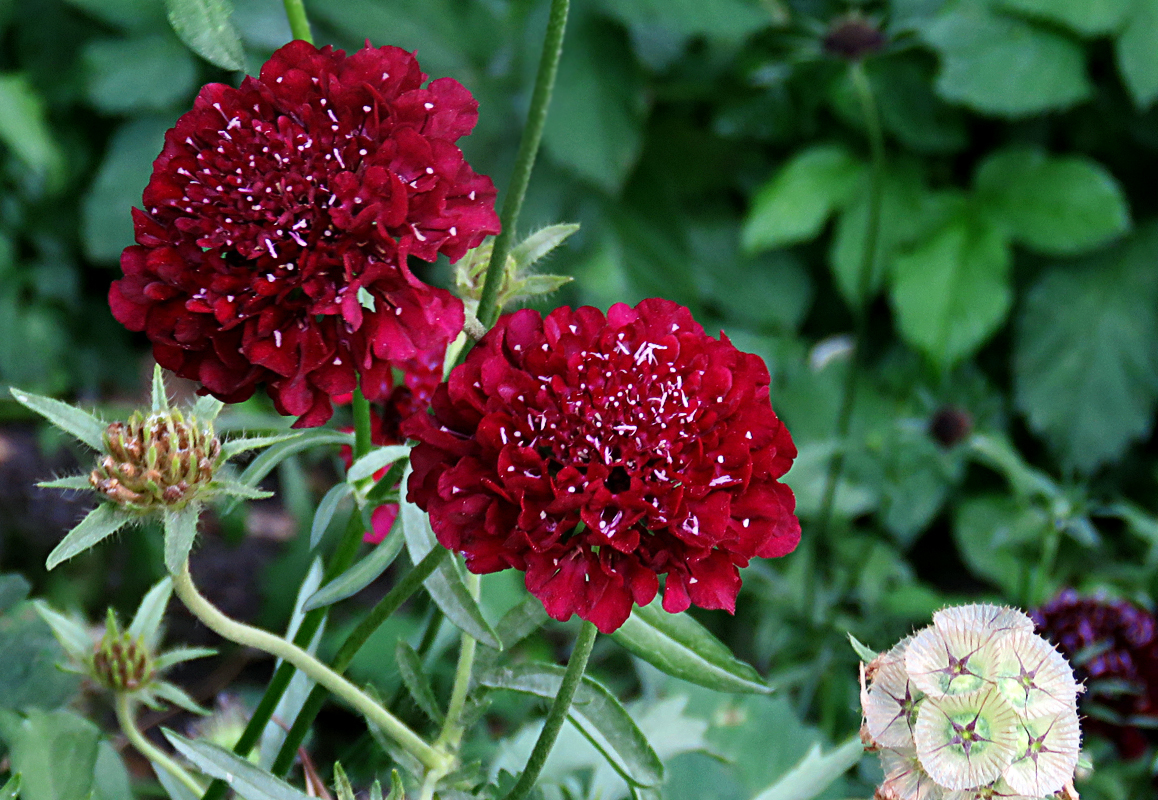 Scabiosa red