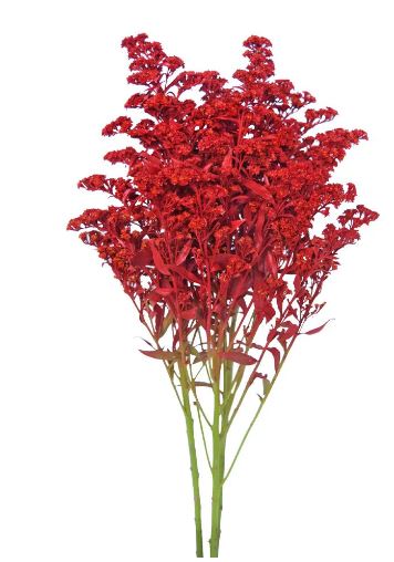 Solidago red