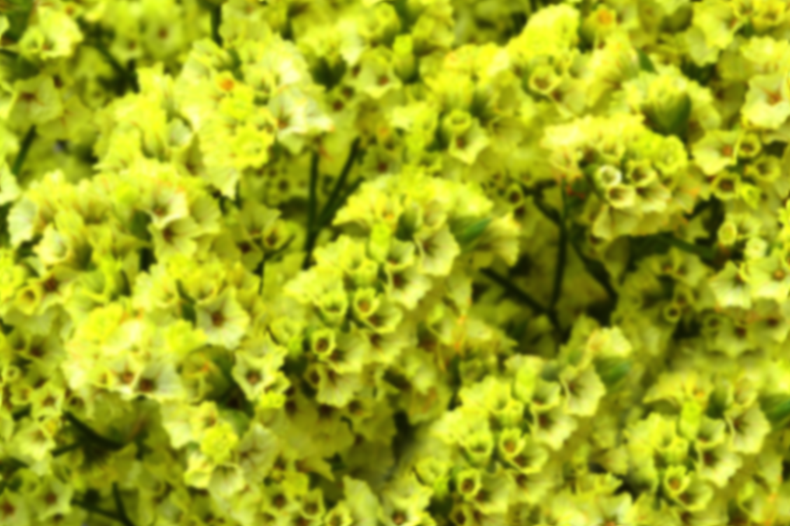 Limonium sinensis yellow