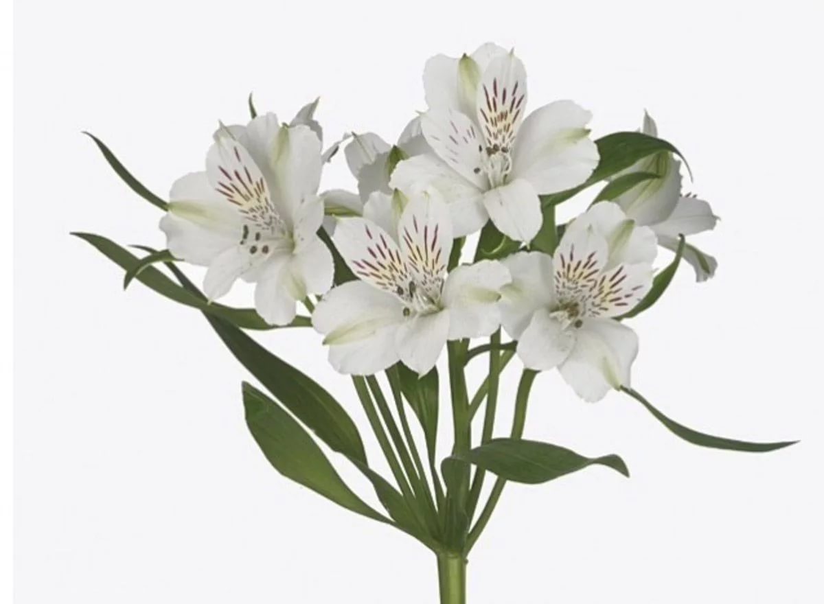 Alstroemeria virginia