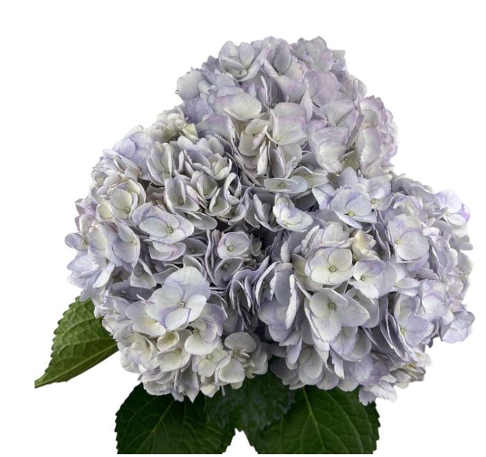 Hydrangea premium elegant lilac