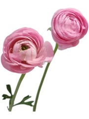 Ranunculus pink