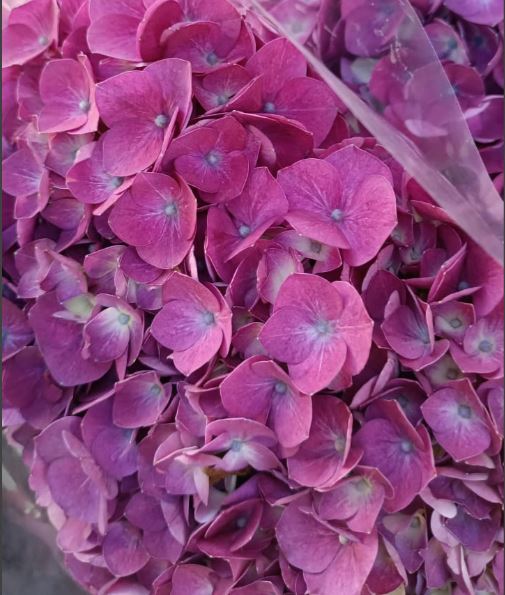 Hydrangea jumbo elite cherry