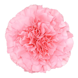 Carnation tolouse