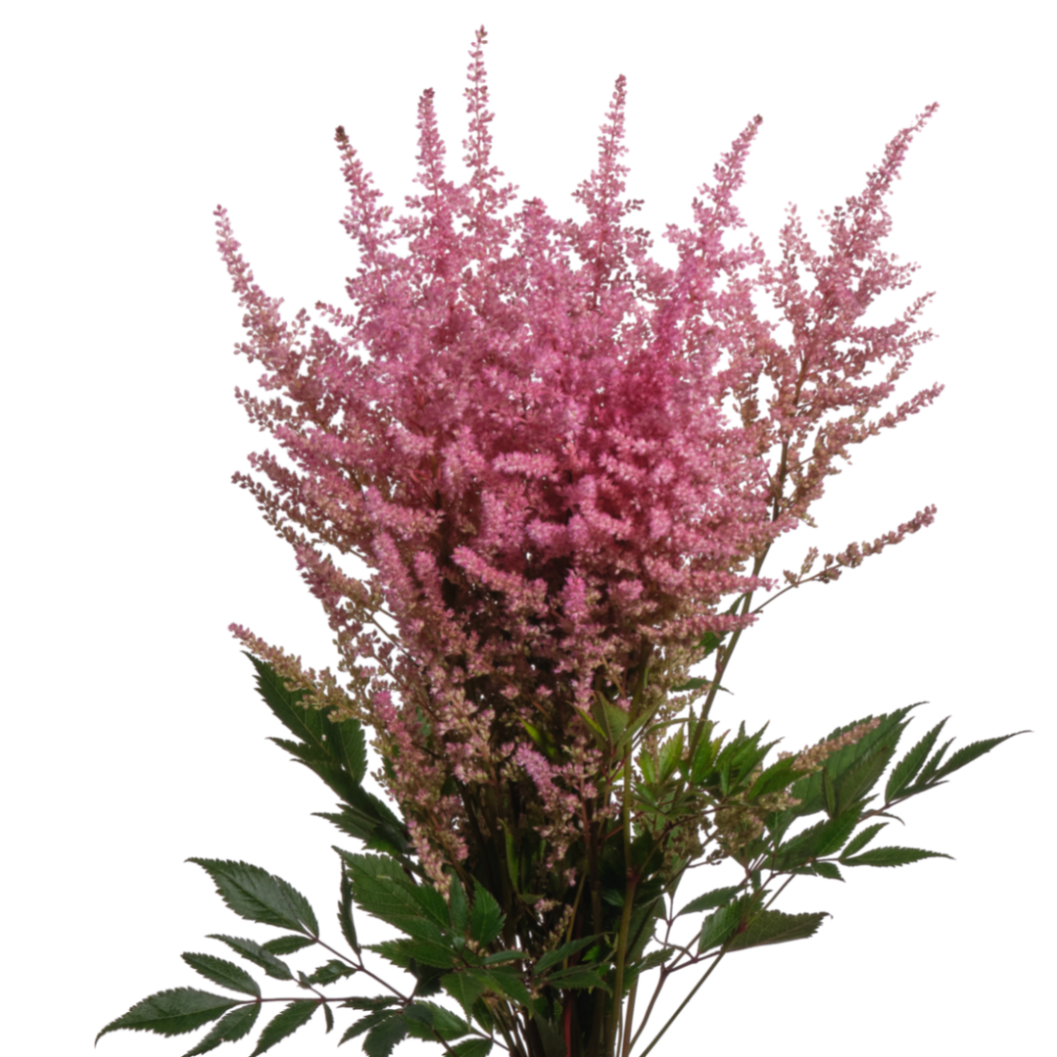 Astilbe erika