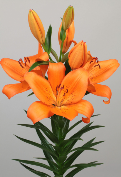 Lilium torelli