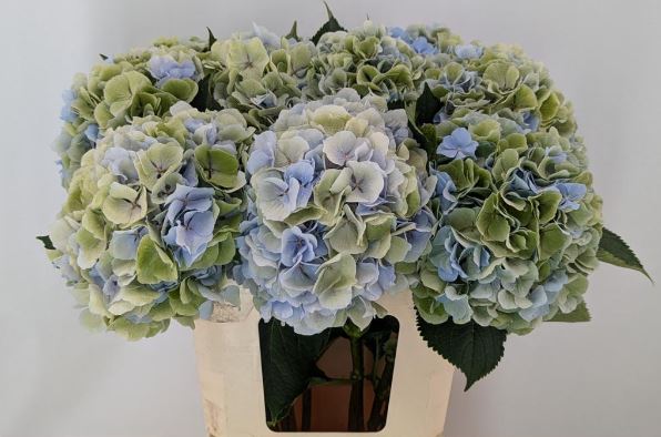 Hydrangea verena classic blue