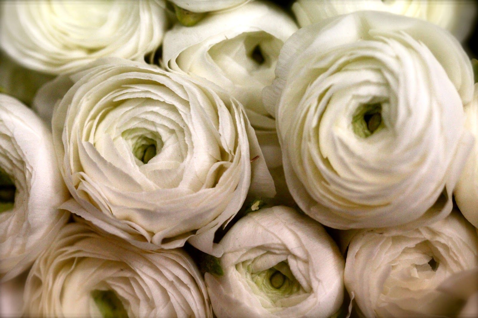 Ranunculus elegance creme