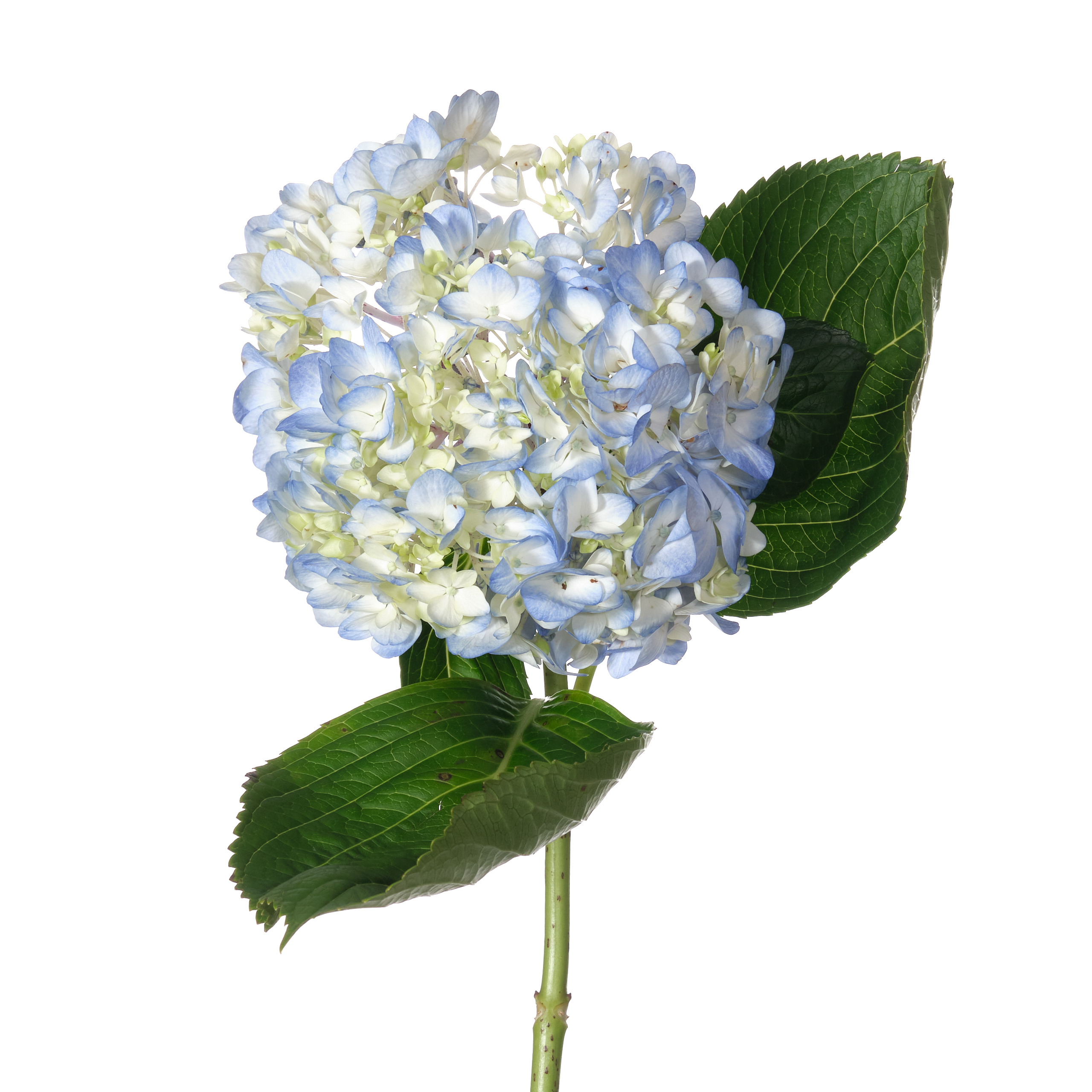 Hydrangea premium blue