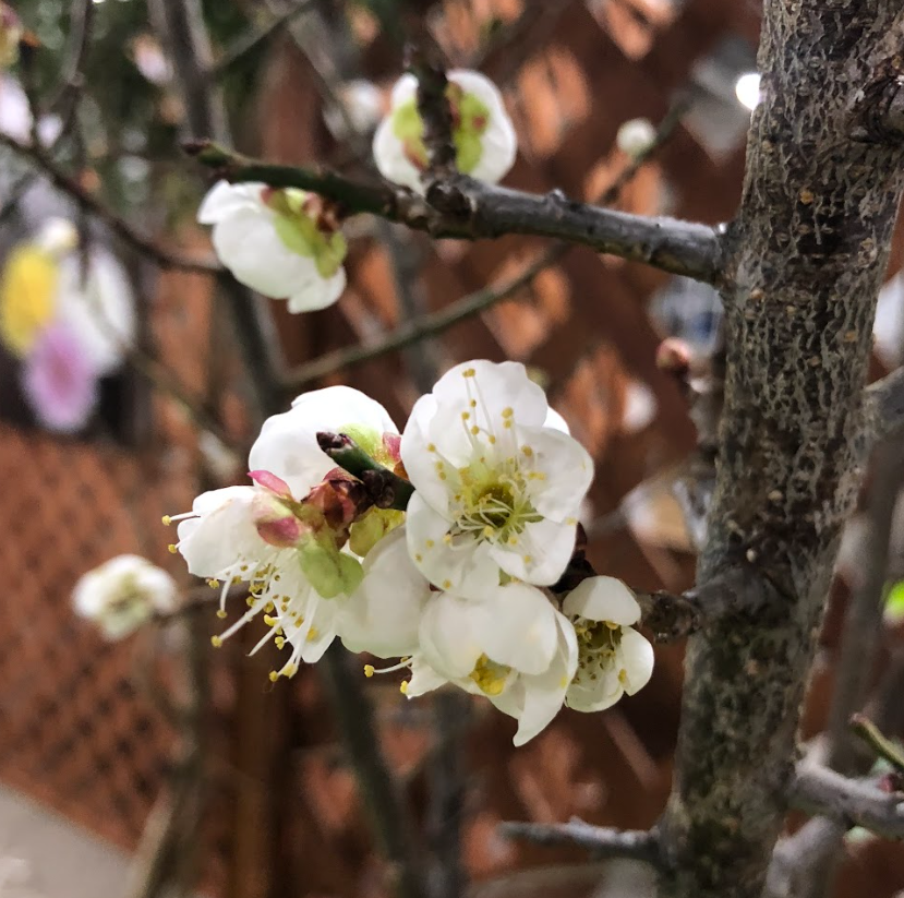 Prunus mume hanaume