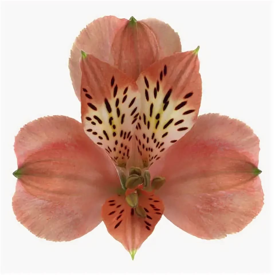 Alstroemeria estee