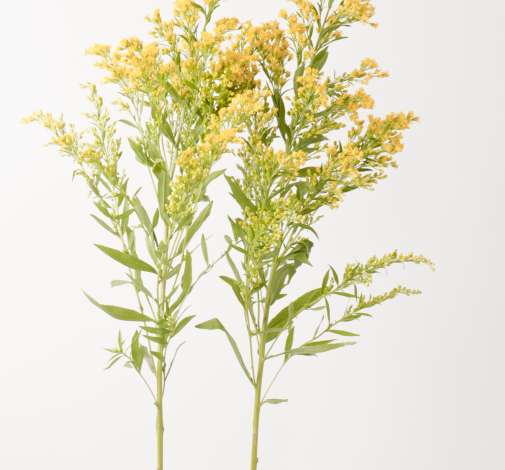 Solidago sunny glory