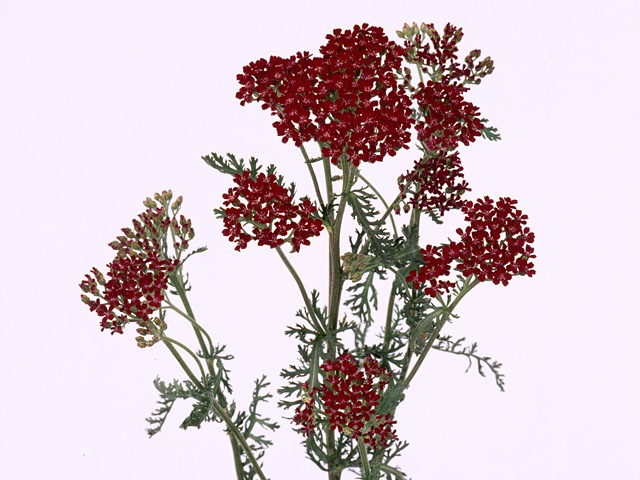 Achillea summerwine