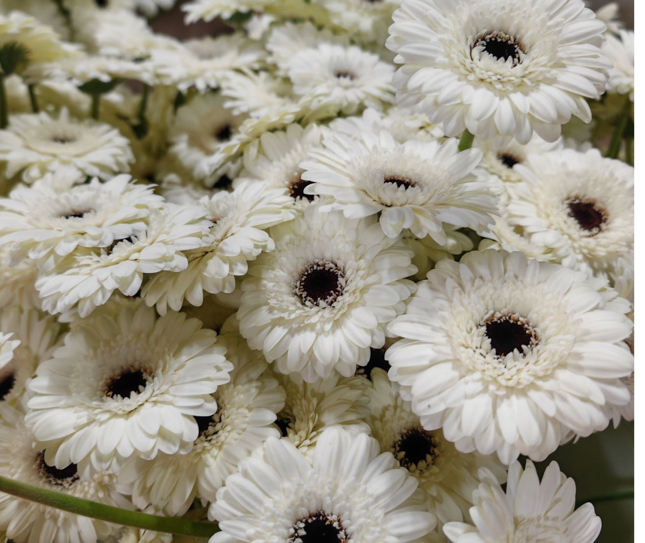 Gerbera yili