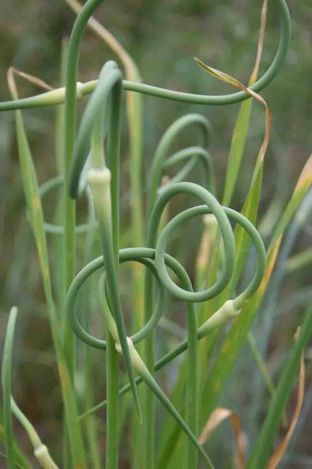 Allium sativum ssp. ophioscorodon