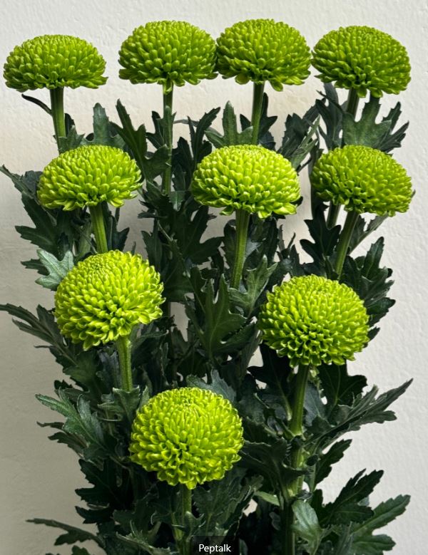 Chrysanthemum disbud ball peptalk