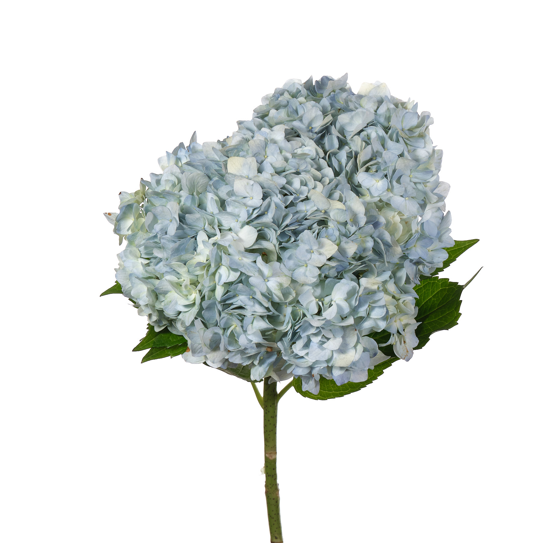 Hydrangea jumbo blue