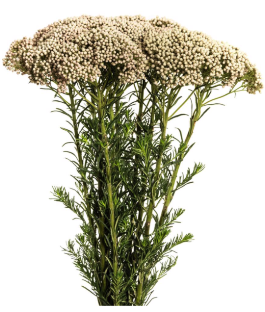 Ozothamnus victoria white