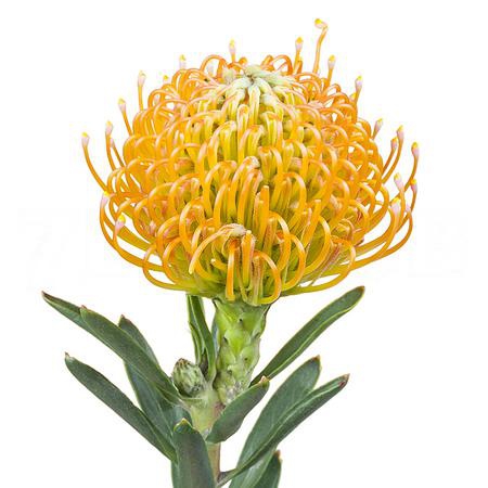 Leucospermum ayoba peach