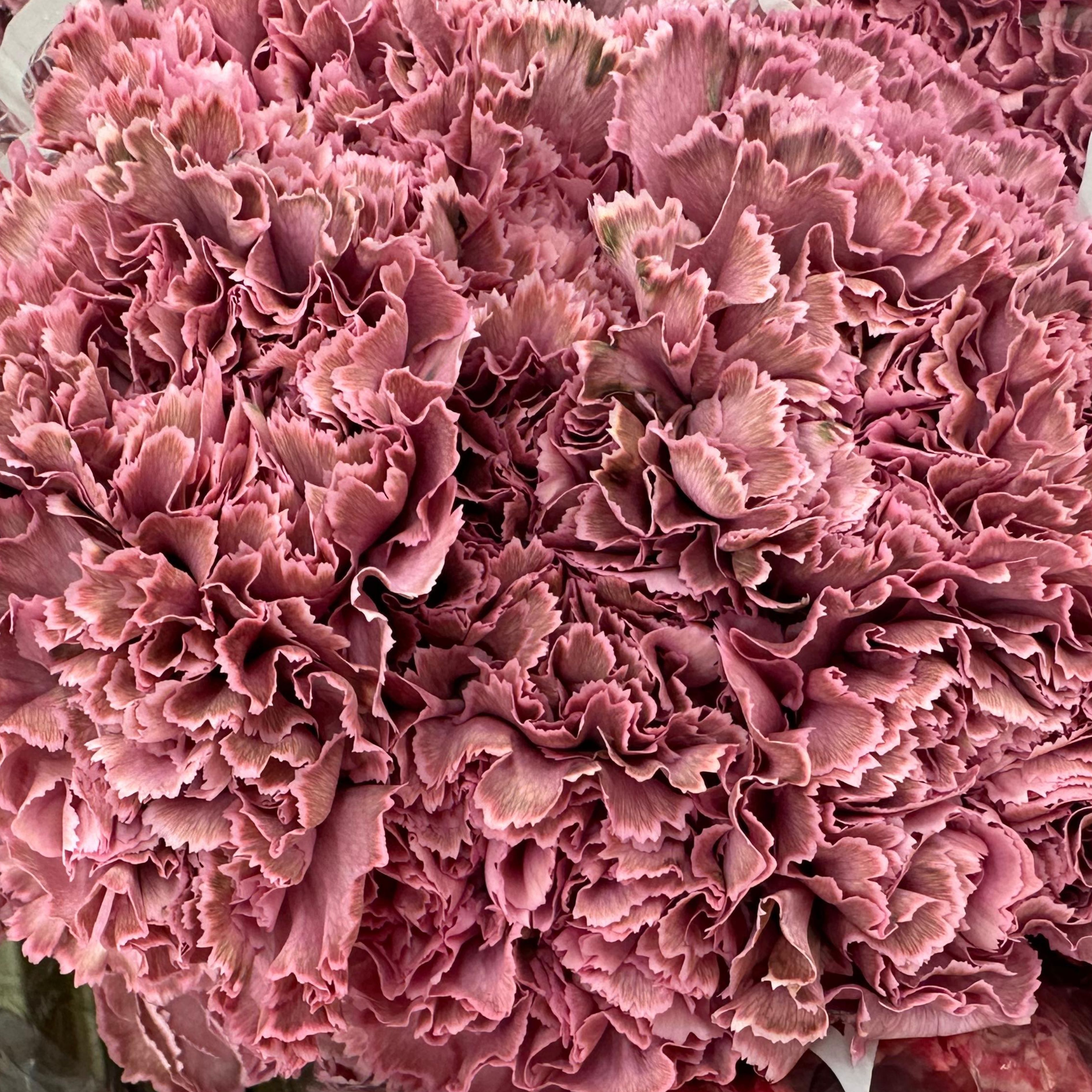 Carnation tinted flamingo