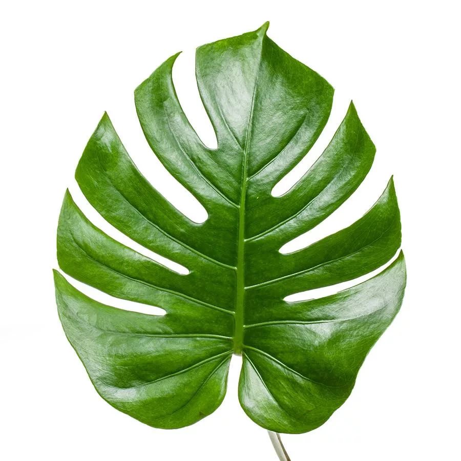 Blad Monstera