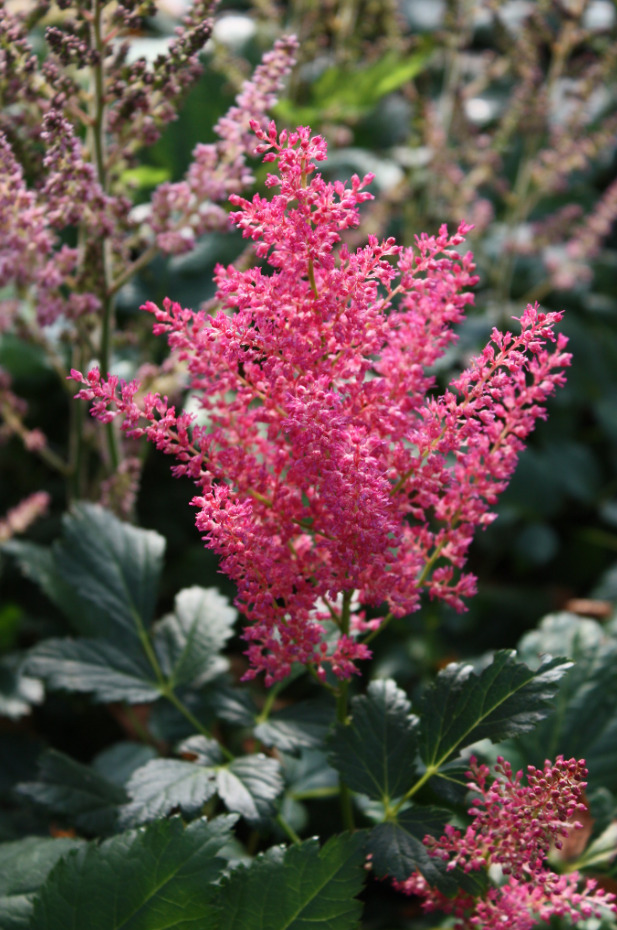 Astilbe vision in pink