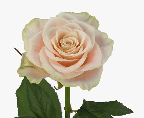 Rose charmant 