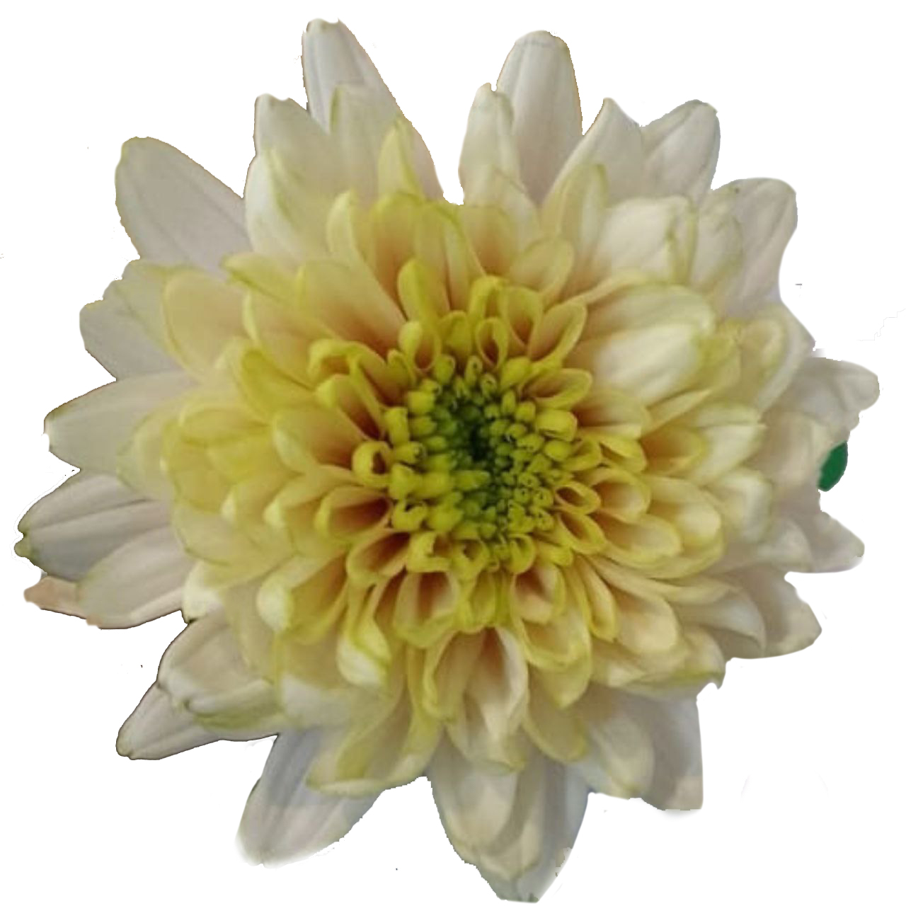 Chrysanthemum single lime halo