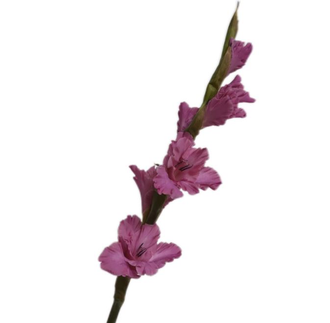 Gladiolus purple clouds