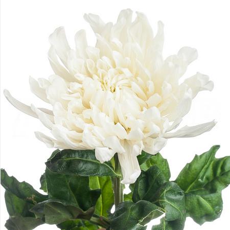 Chrysanthemum single antonov