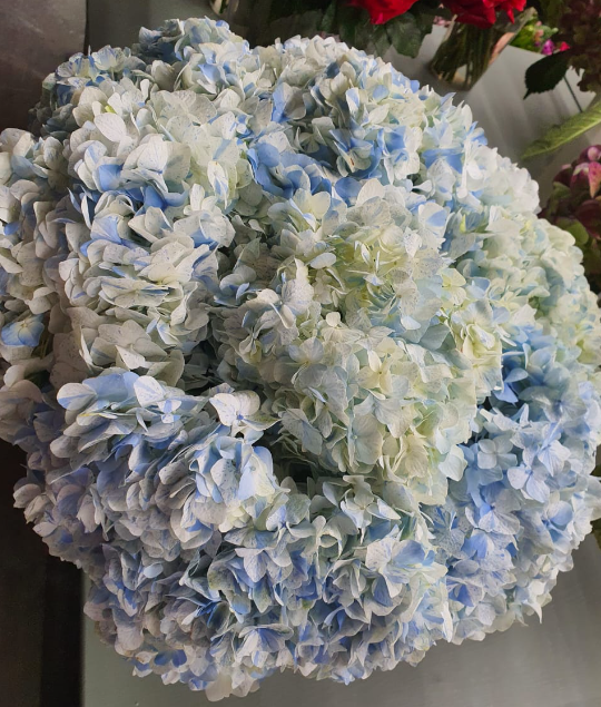 Hydrangea premium celeste