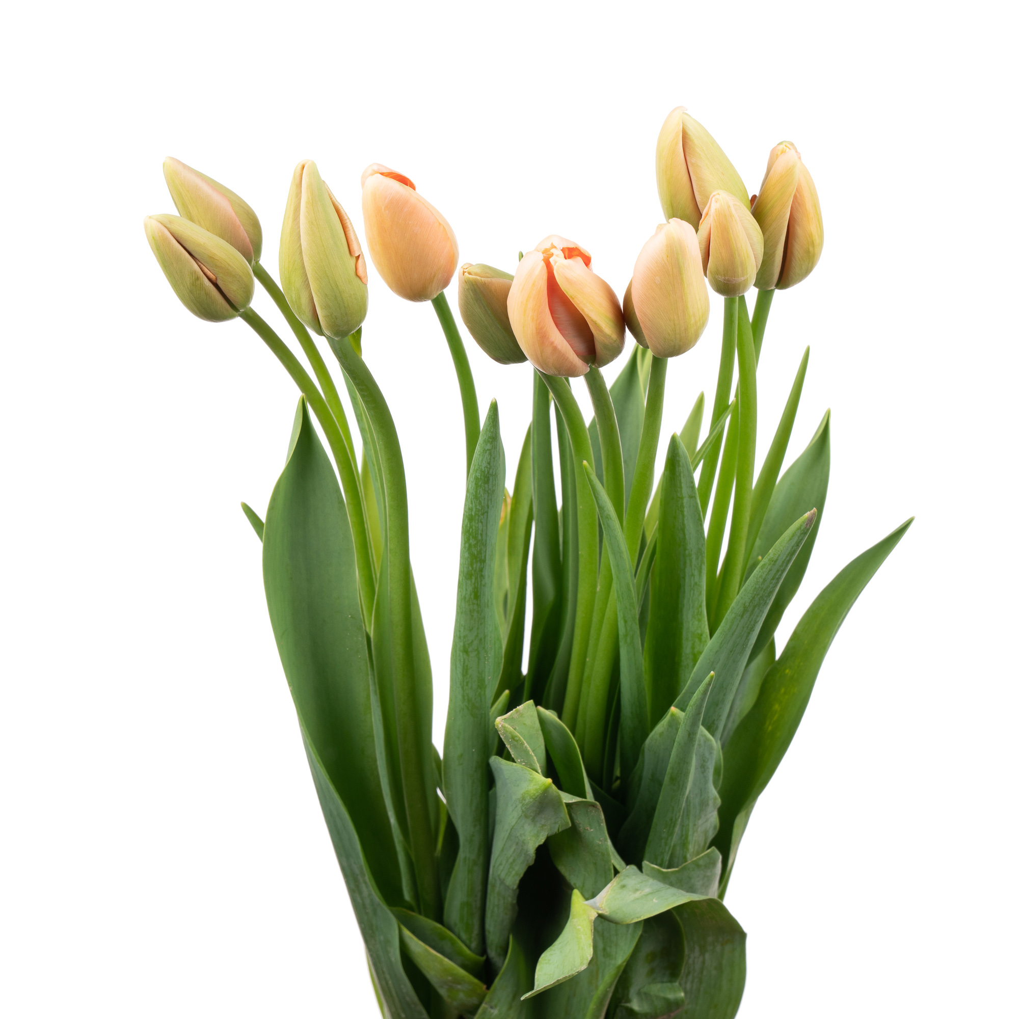 Tulip fringed menton