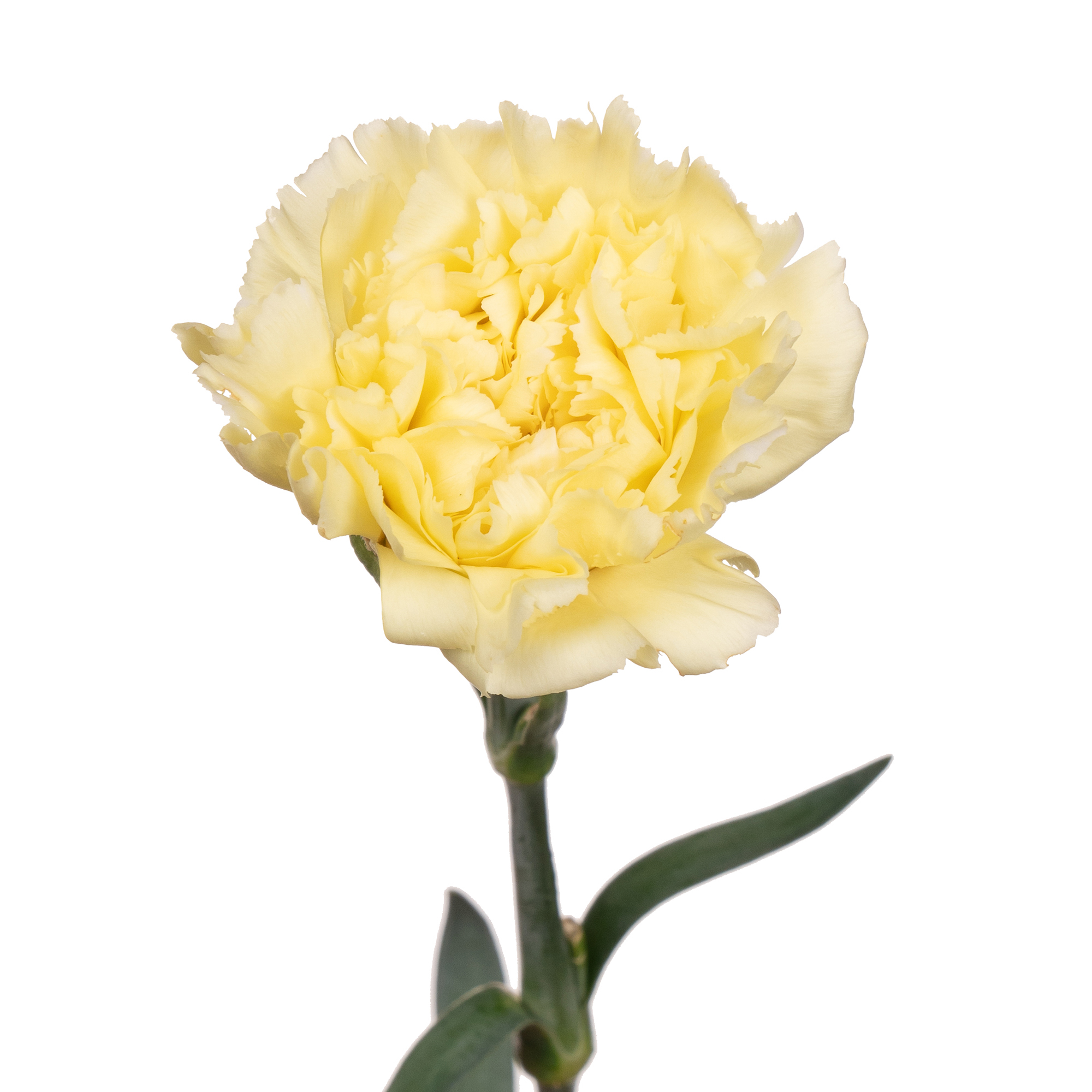 Carnation yellow