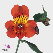 Alstroemeria tampa