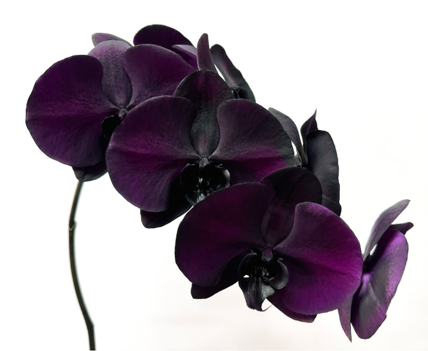 Phalaenopsis painted purple black