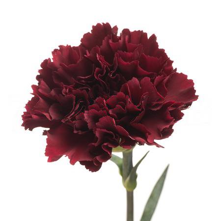 Carnation zurigo