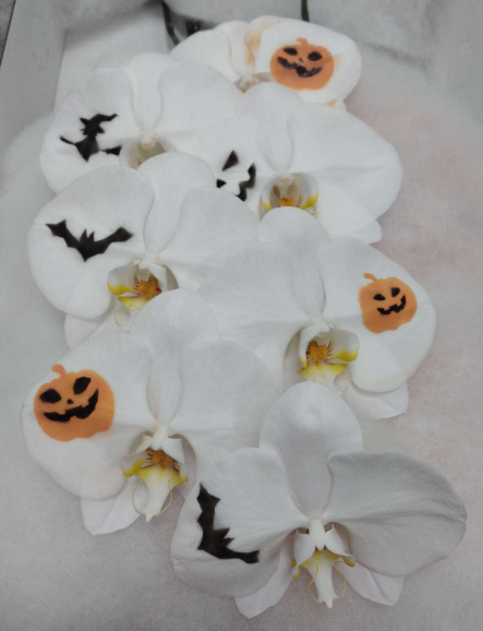 Phalaenopsis spray white halloween