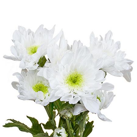 Chrysanthemum spray radost