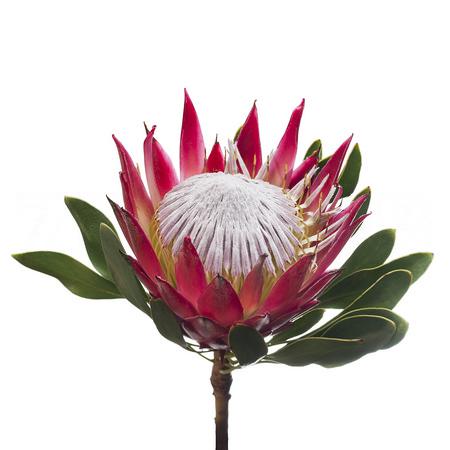 Protea madiba