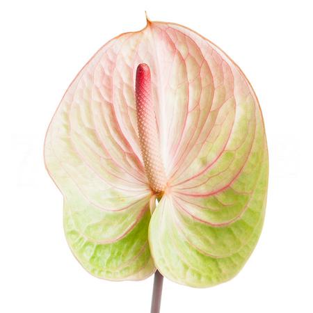 Anthurium avo danielle