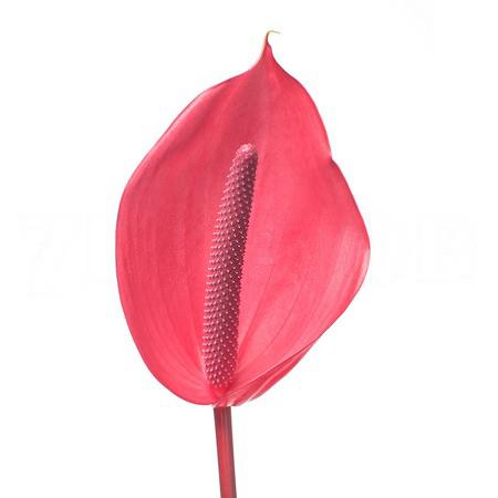 Anthurium xavia